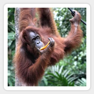 Just Hanging Around, Young Female Orangutan, Borneo Sticker